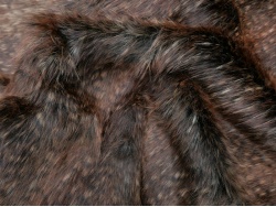 darkbrown_peacock_2