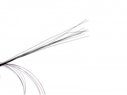 Strands of Perfect Cats Whiskers 
