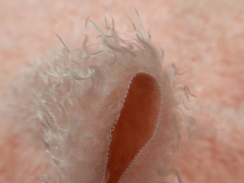 13589_pink_4