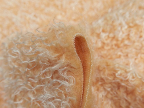 13590_peach_4