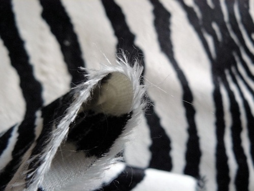 schulte_zebra_4