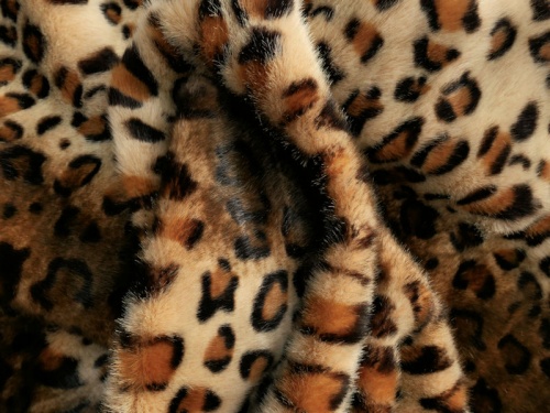 tyber_jaguar_2